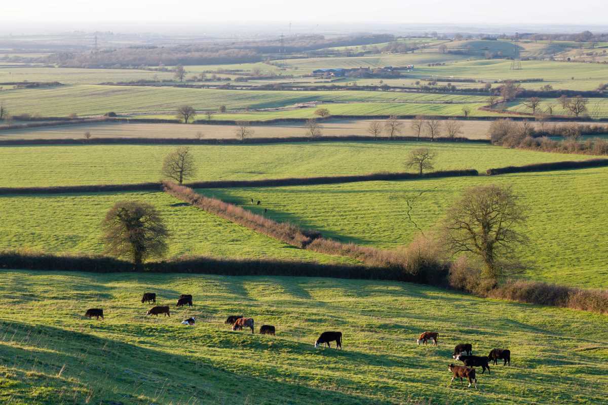 Deux agriculteurs condamnés à verser 23 000€ pour avoir arraché des haies