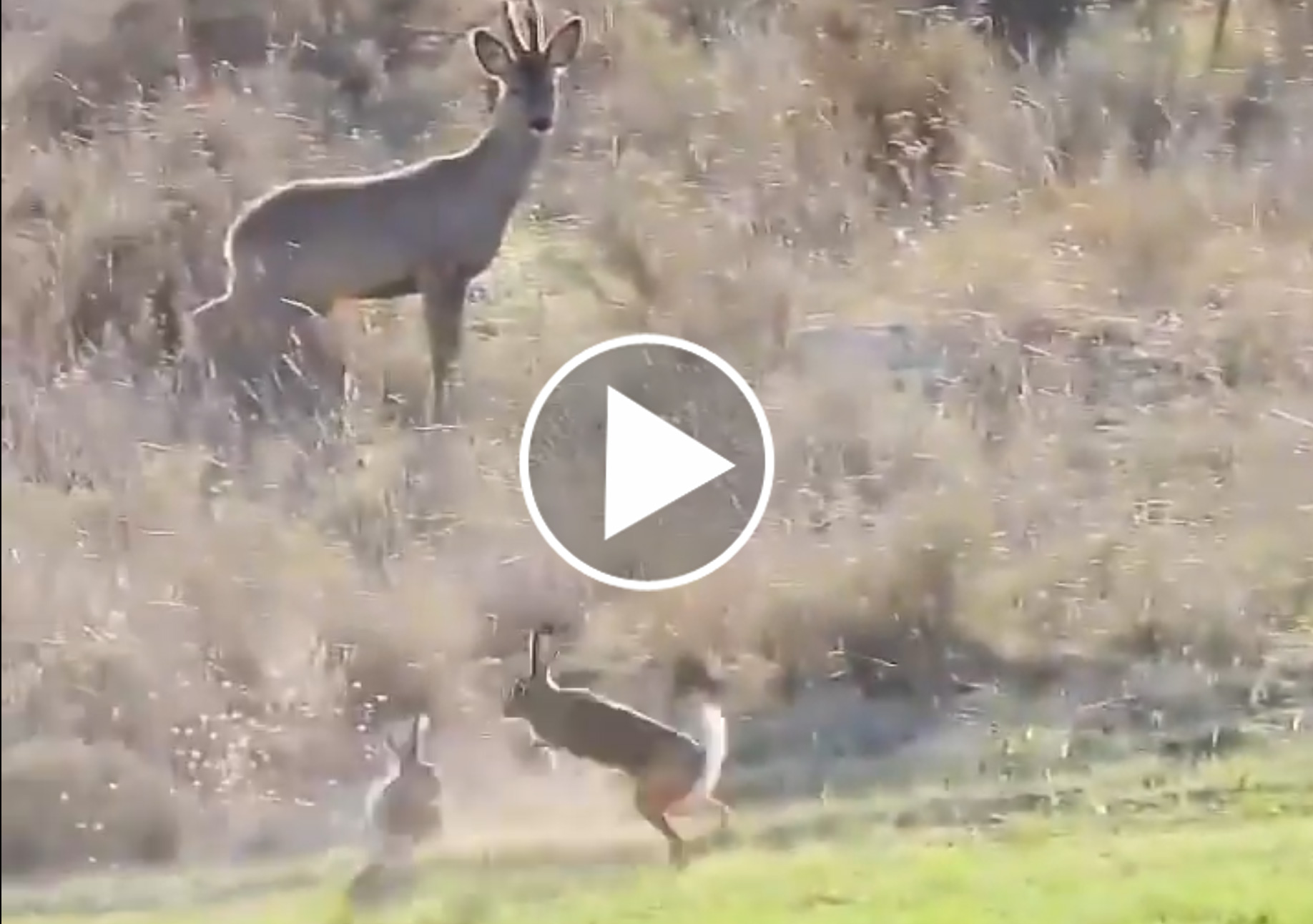 [Vidéo] 2 lièvres en plein bouquinage offrent un spectacle aux chevreuils