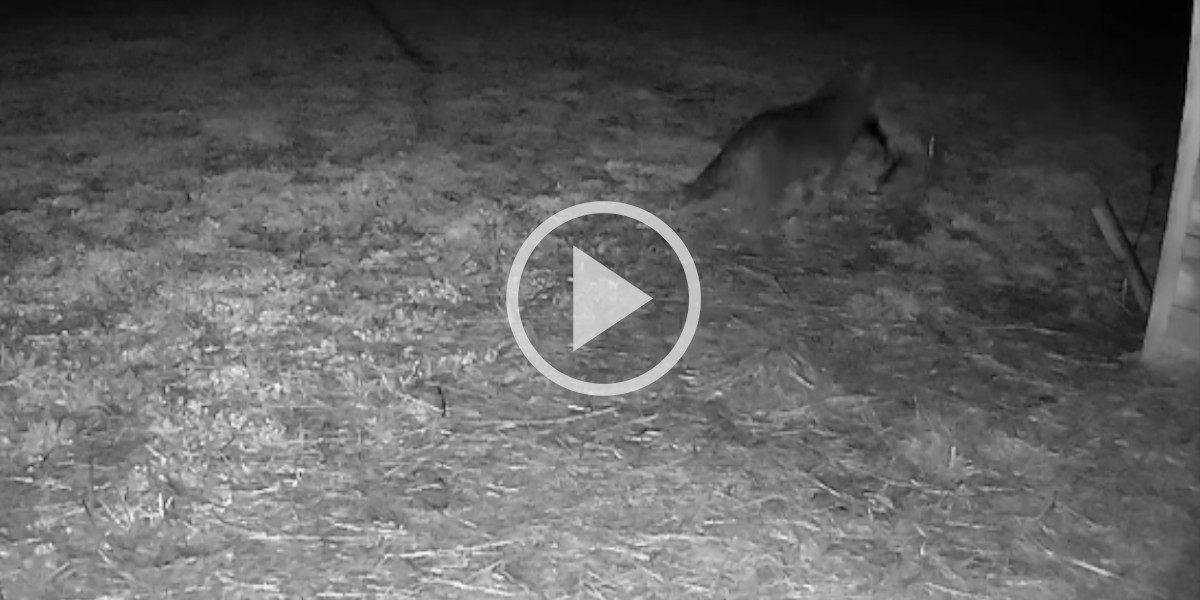 [Vidéo] Un loup qui attrape un agneau filmé près de Lyon