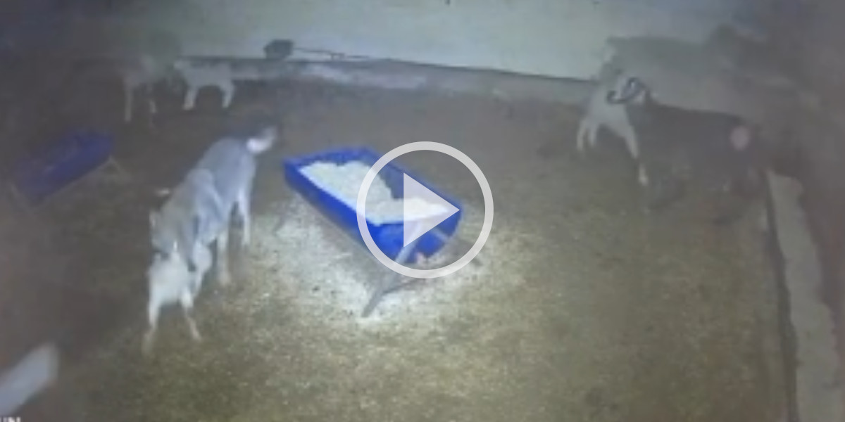 [Vidéo] Voilà ce qui se passe quand un loup entre dans une bergerie