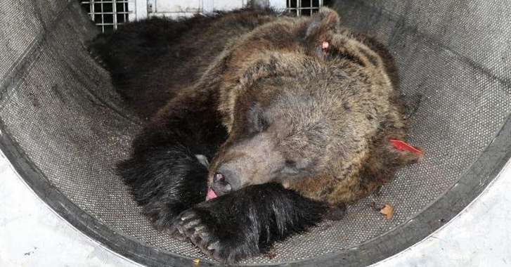 L’ourse qui a tué le jeune joggeur Italien ne sera pas euthanasiée mais transférée dans un refuge