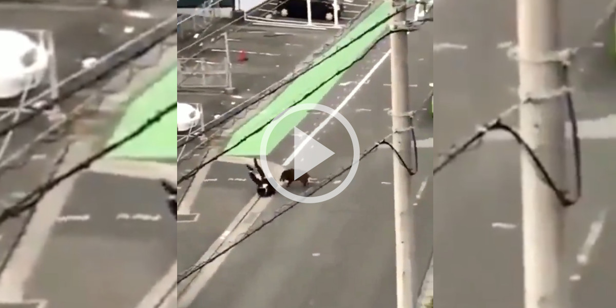 [Vidéo] Un sanglier fonce à toute vitesse sur un piéton en pleine ville