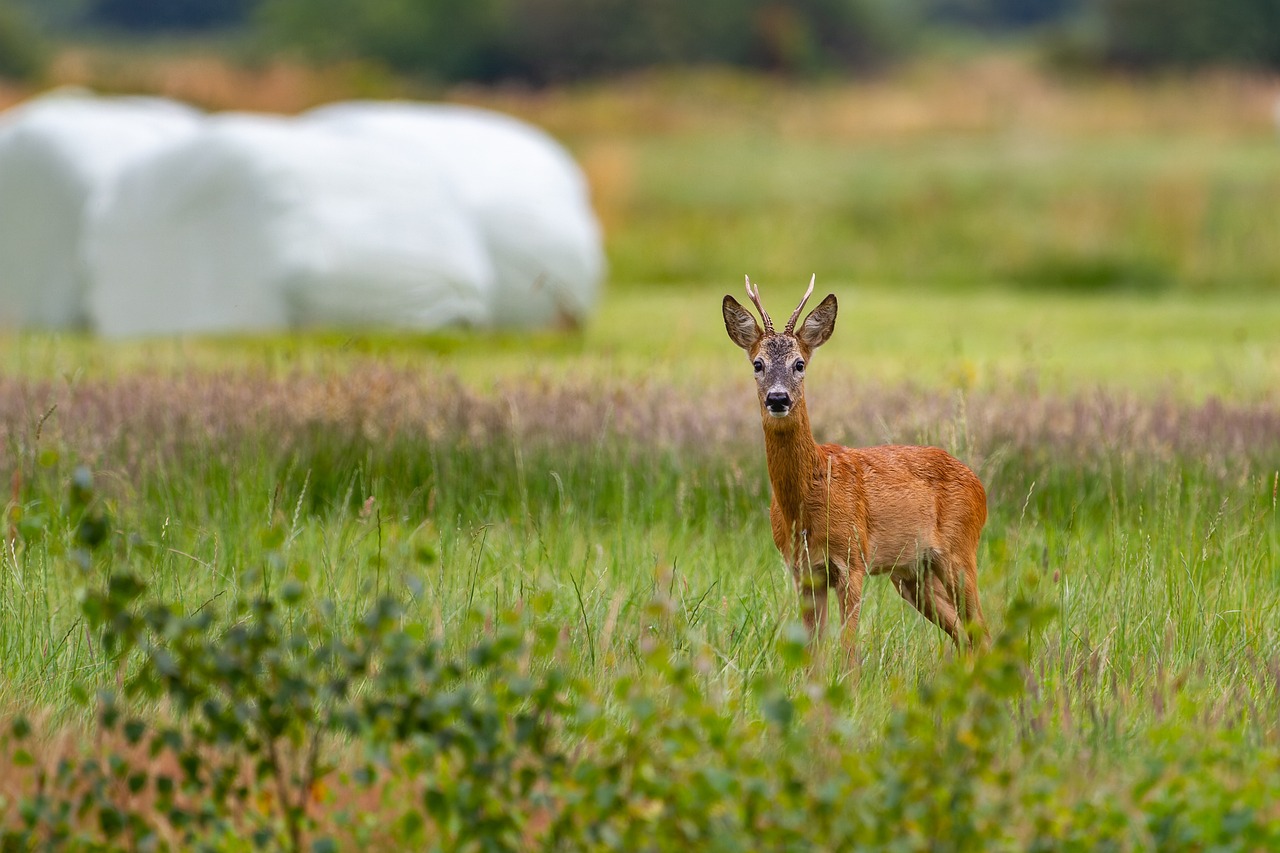 Puy-de-Dôme : les chasseurs ont organisé une animation grand public autour du chevreuil