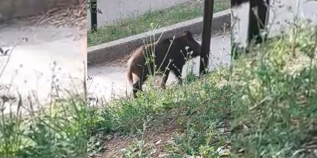 Gard : Un sanglier abattu en pleine ville par mesure de sécurité