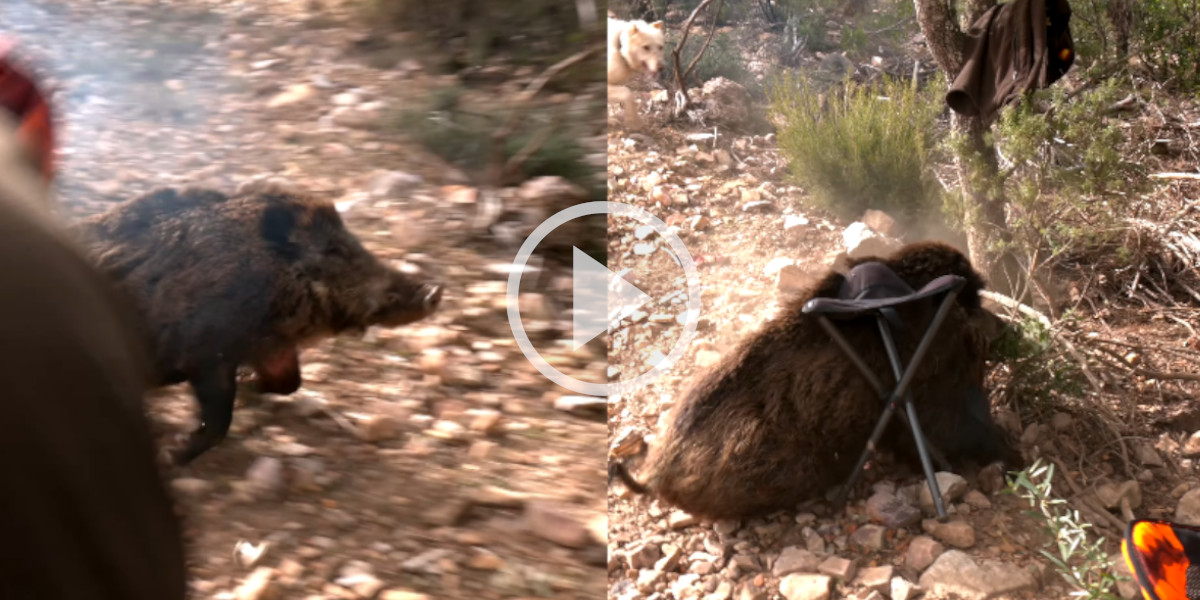 [Vidéo] Un gros sanglier encaisse les tirs et fonce dans les postés