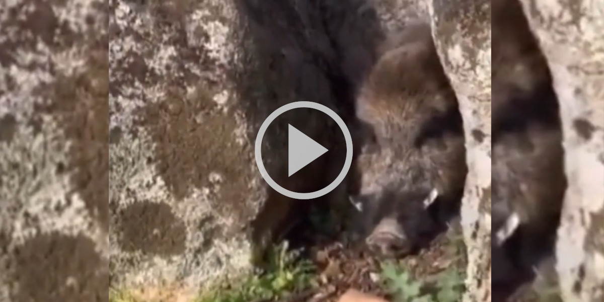 [Vidéo] Un gros sanglier s’offre une sieste entre deux rochers
