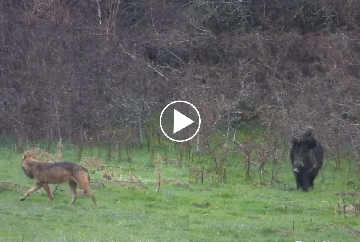 [Vidéo] Un énorme solitaire qui n’a pas peur des loups
