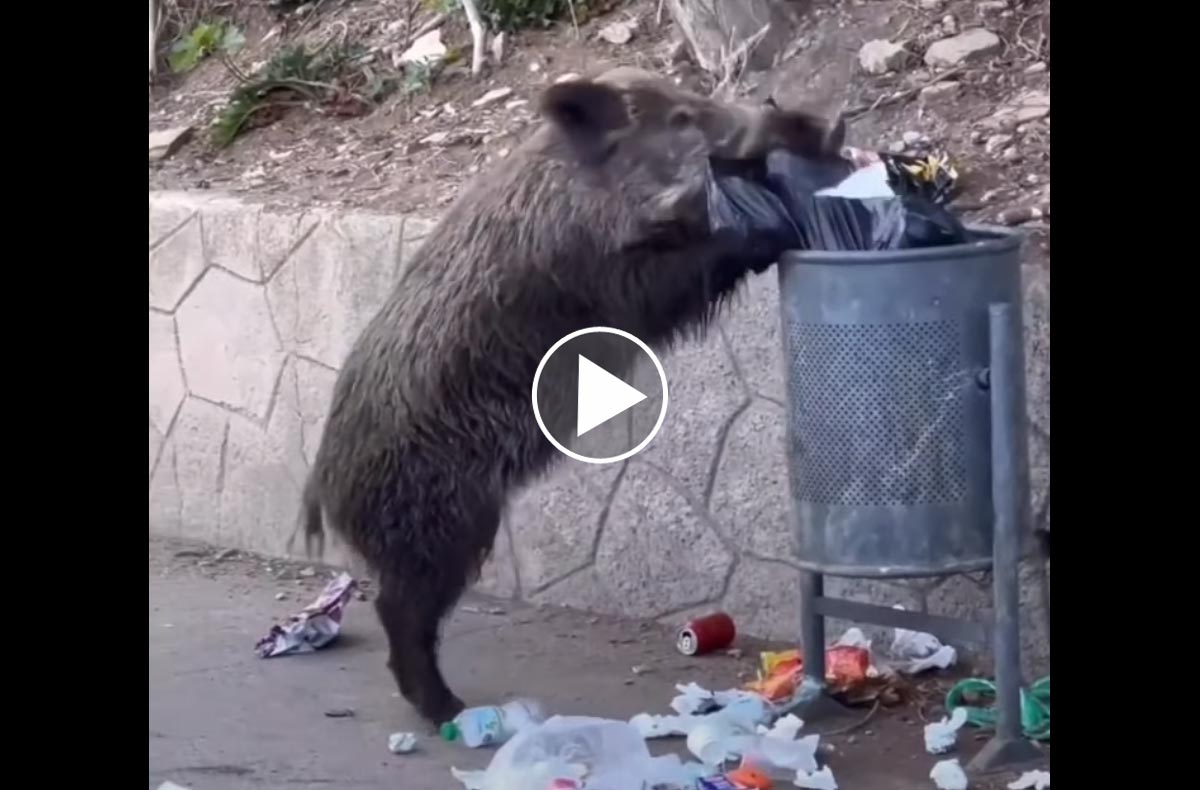 [Vidéo] Un sanglier très malin vide une poubelle