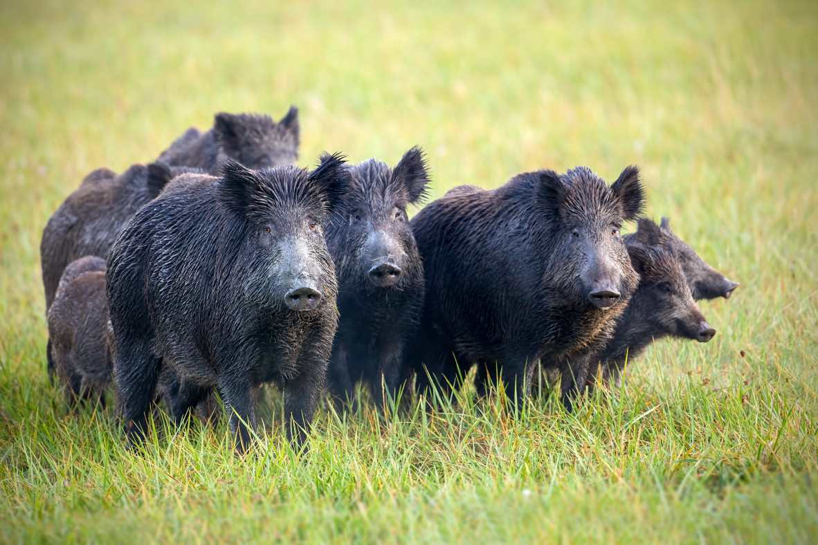 Les chasseurs appelés à la rescousse pour réguler les sangliers dans l’enceinte d’un lycée de l’Oise