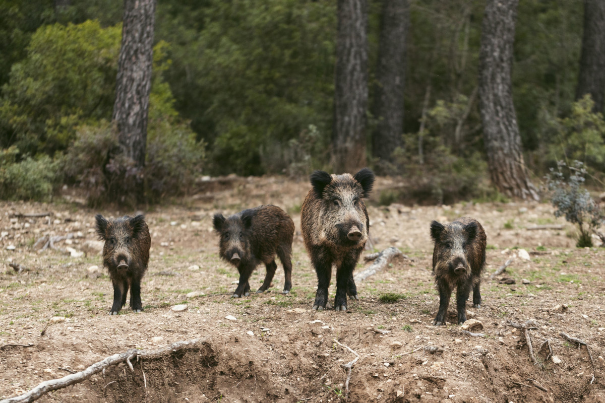 Dordogne : après avoir refusé la présence des chasseurs, les riverains réclament une battue administrative