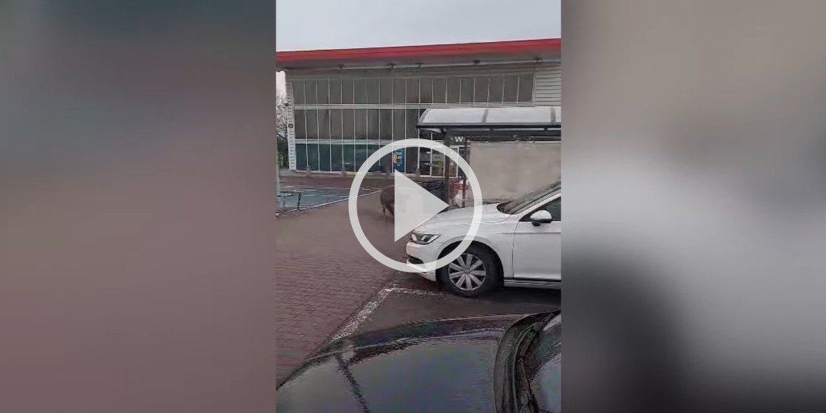 [Vidéo] Des sangliers s’offrent une balade au supermarché