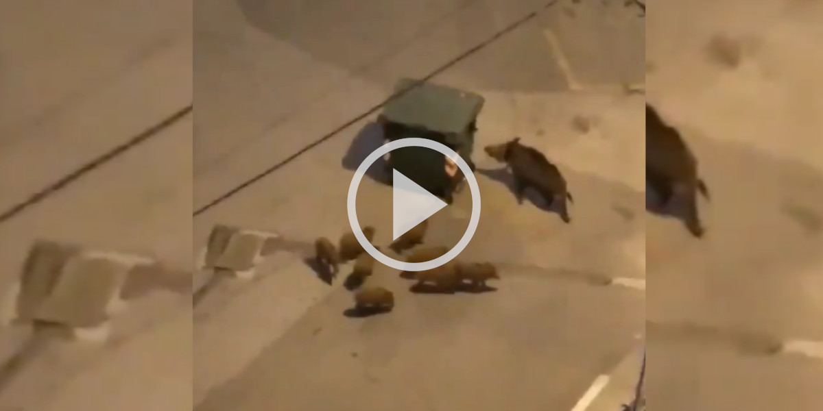 [Vidéo] Des sangliers font rouler une poubelle sur la route jusqu’à son ouverture