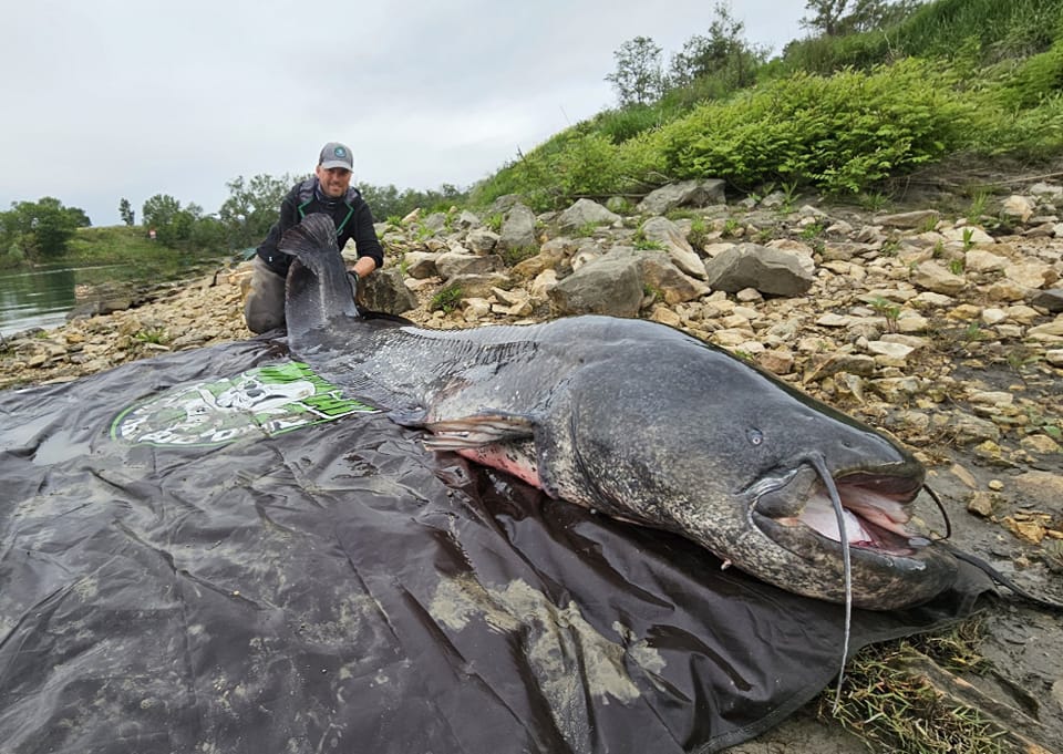 A quelques centimètres du record du monde, un pêcheur prend un énorme silure de 2,70m dans le Rhône