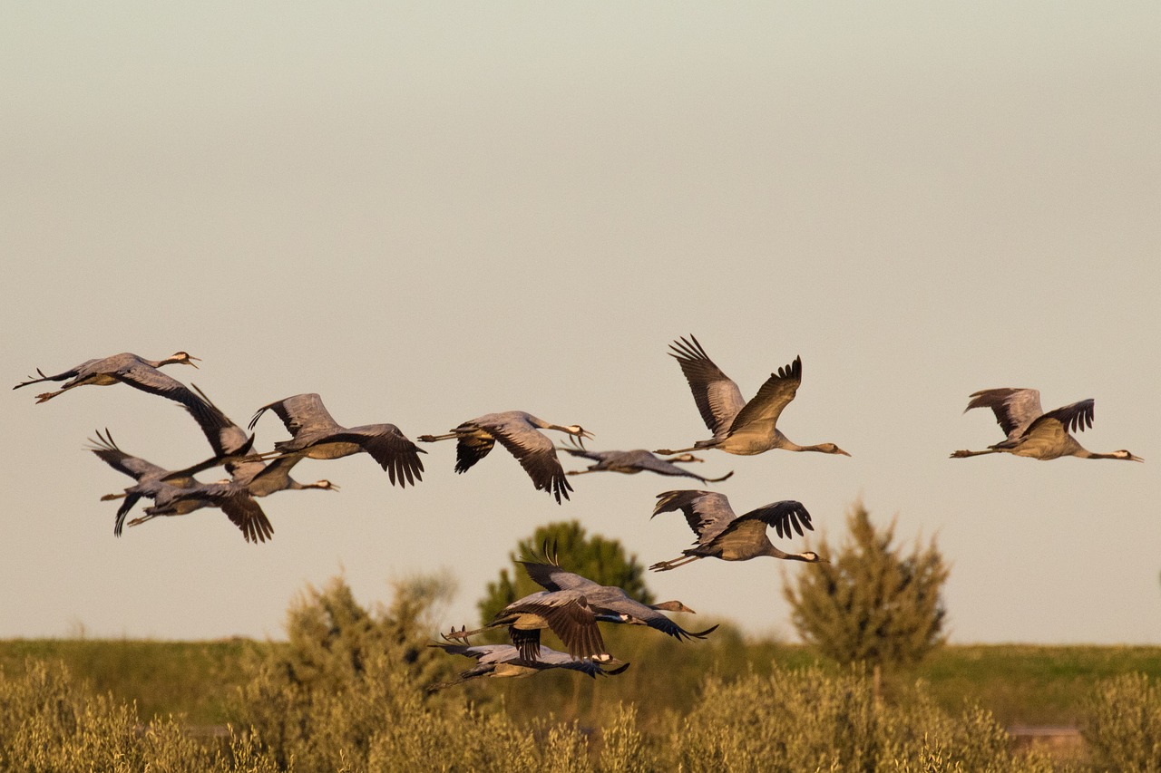 En Camargue, la population de grues cendrées a explosé ces dernières années