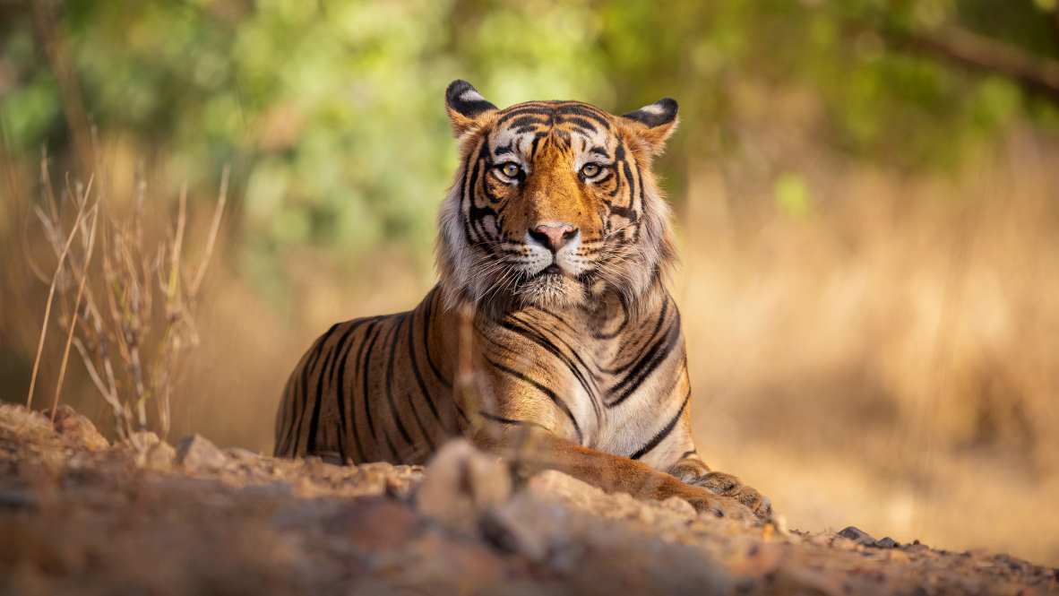 Inde : la population de tigres en augmentation de 6.74%