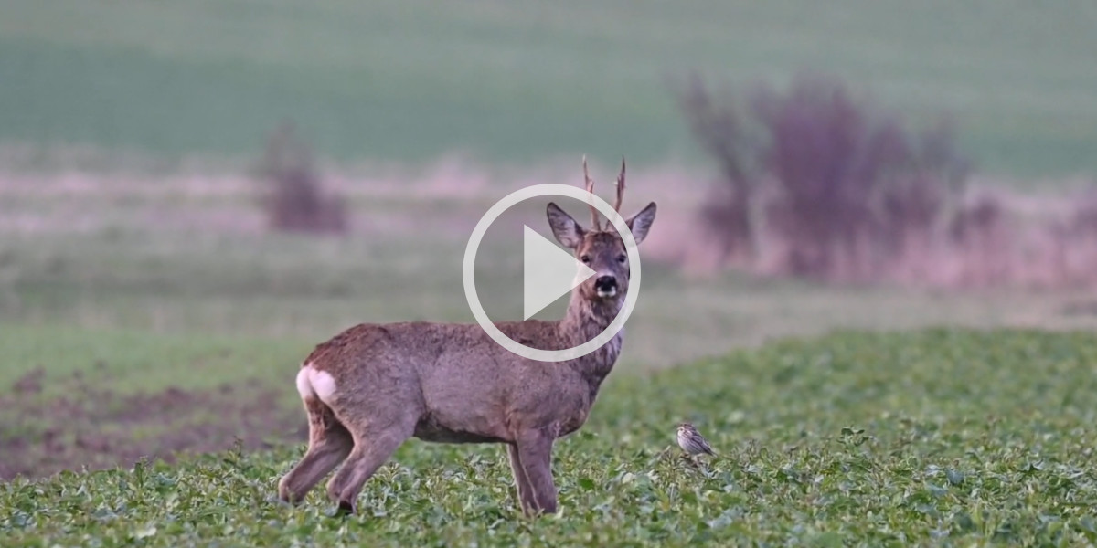 [Vidéo] Un beau brocard profite de la matinée pour se nourrir dans la plaine