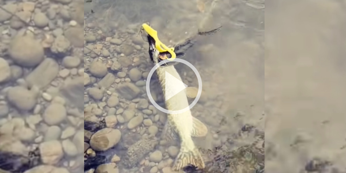 [Vidéo] Surprise en pleine pêche au carnassier : un gros brochet fonce sur le brochet d’un pêcheur
