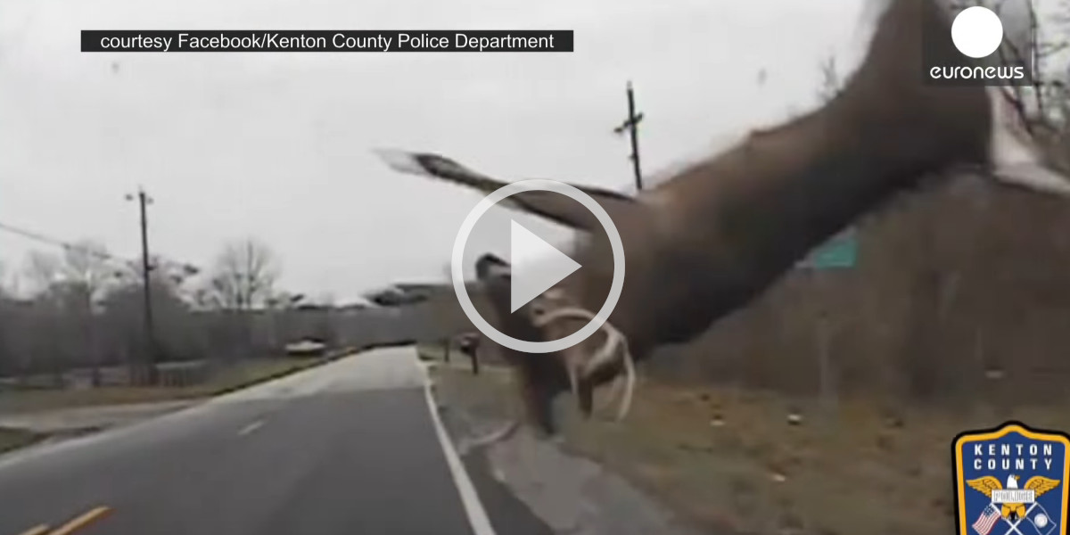 [Vidéo] Un cervidé rudement percuté par une voiture de police aux USA