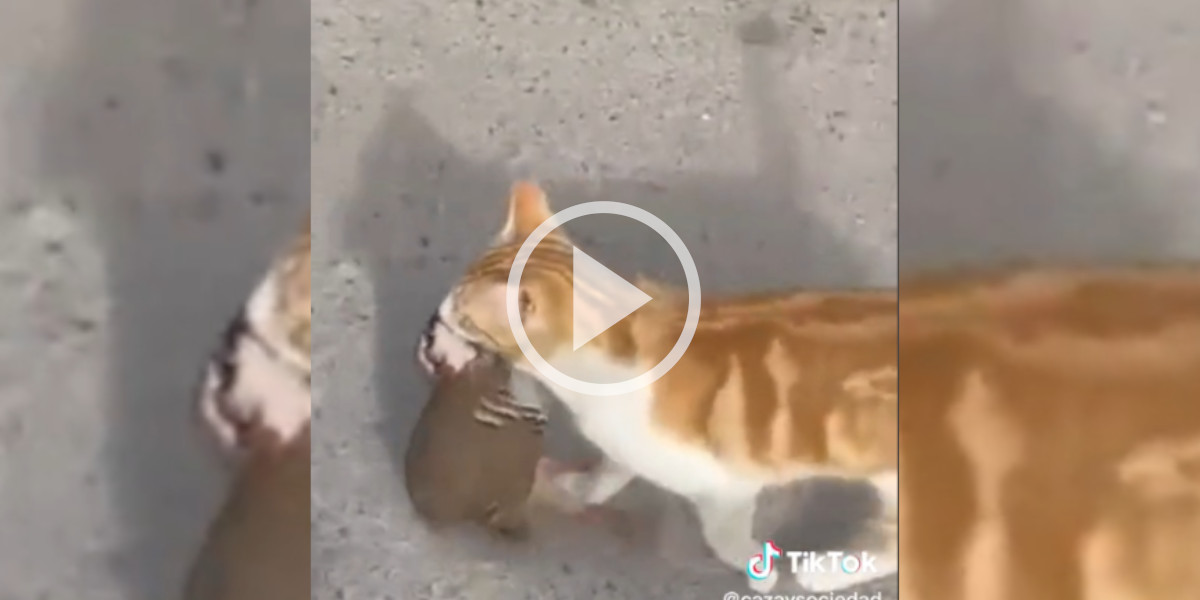 [Vidéo] Un chat apporte fièrement une perdrix à son maître