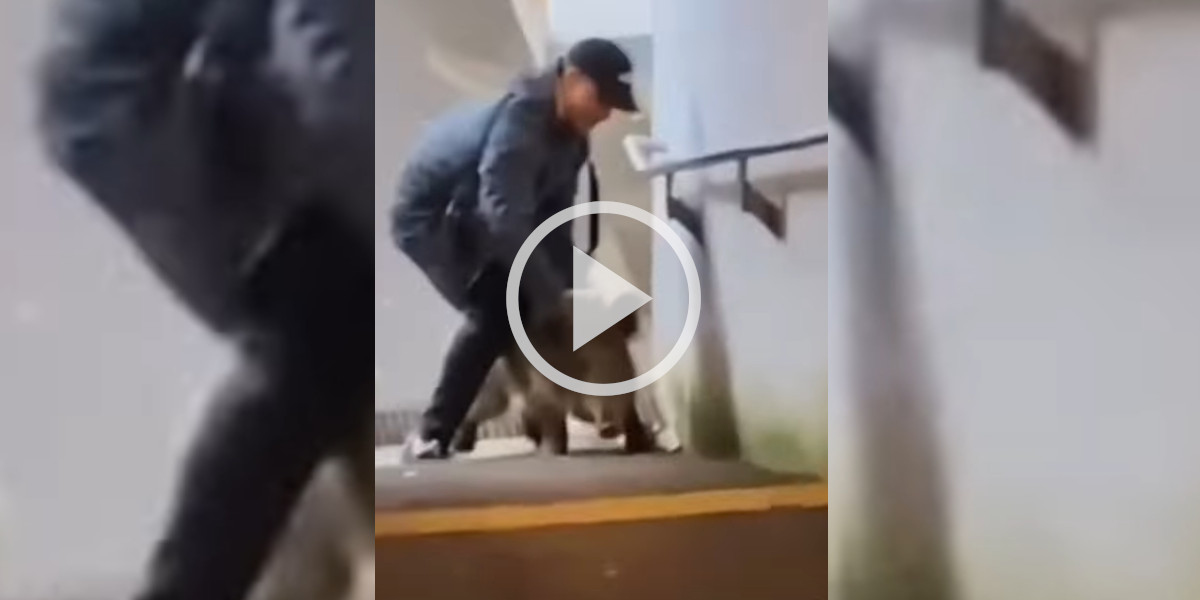 [Vidéo] Un homme tente de maîtriser un sanglier à mains nues en pleine ville