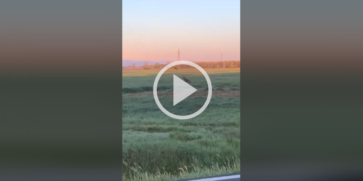 [Vidéo] Un automobiliste filme un loup solitaire qui essaie d’attraper un faisan