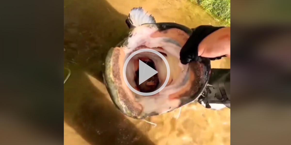 [Vidéo] Les pêcheurs ont halluciné en voyant ce que cet énorme poisson-chat avait tenté d’avaler!