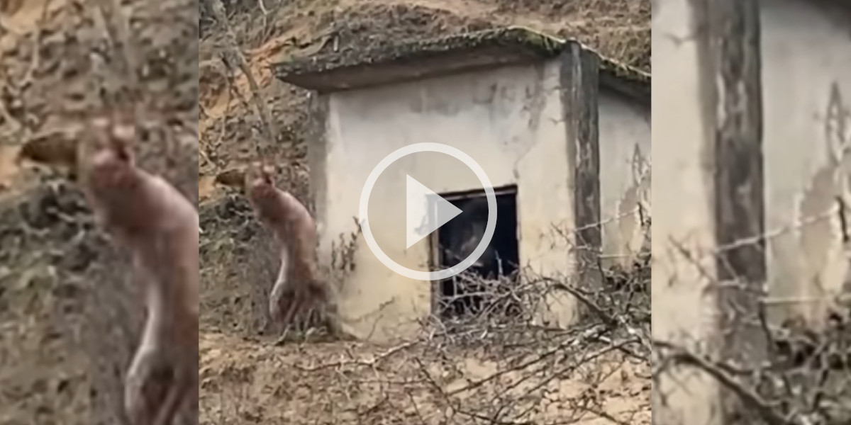 [Vidéo] Un chien tente de déloger un sanglier qui occupe un bâtiment