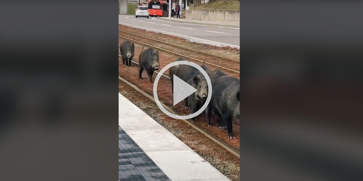 [Vidéo] Un train obligé de freiner à cause d’une compagnie de sangliers sur les voies