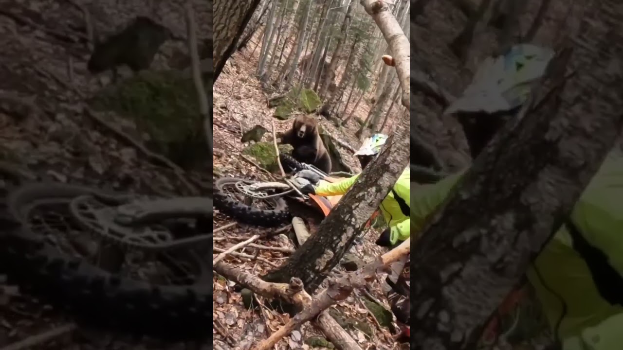 [Vidéo] Un ours énorme attaque un motard