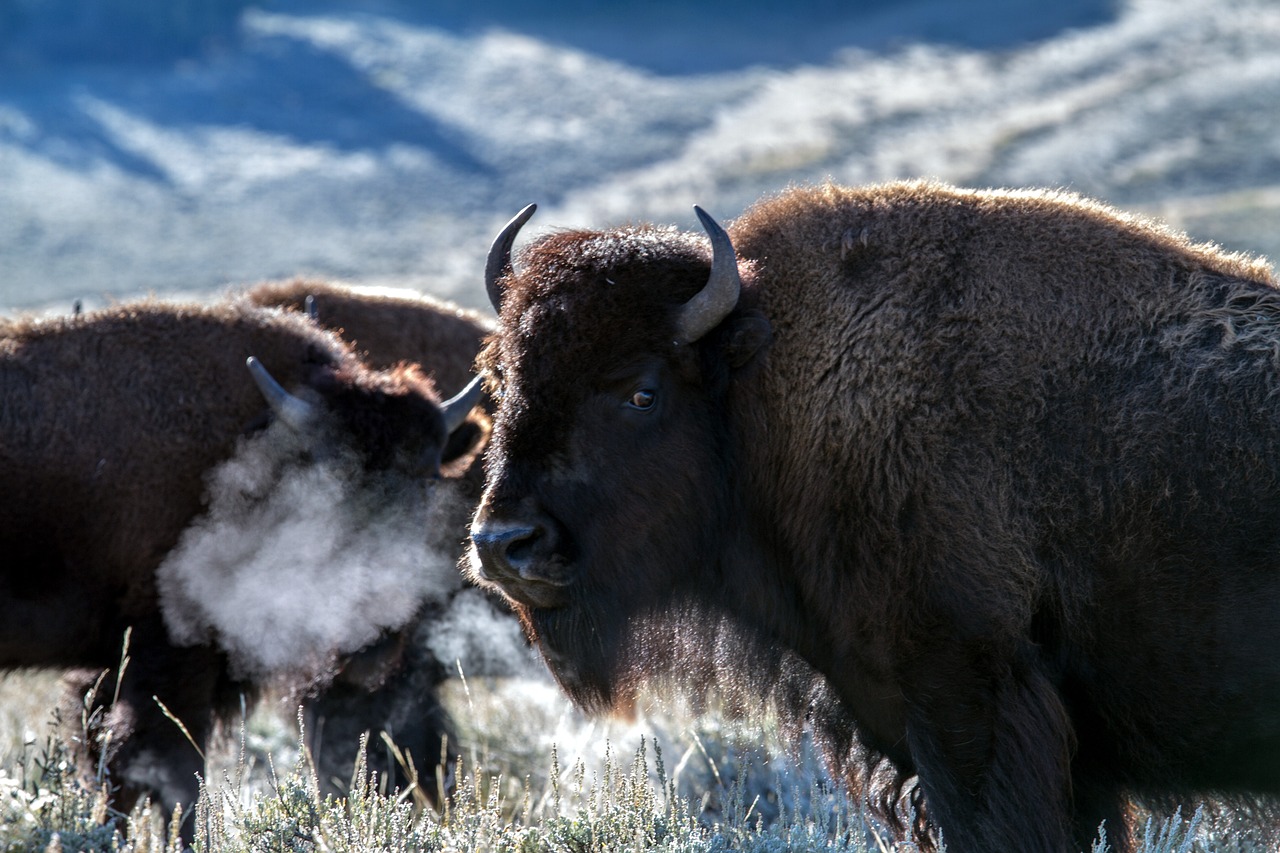 Plus de 1000 bisons ont été chassés cette année près de Yellowstone