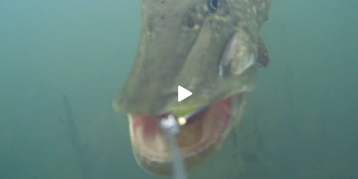 [Vidéo] Il filme une attaque de brochet sur son leurre à l’aide d’une caméra sous-marine