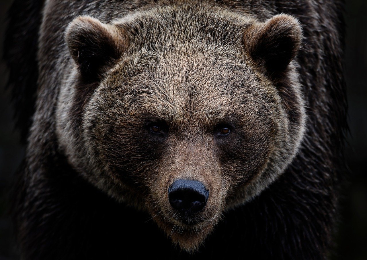 Un défenseur des ours violemment attaqué par l’un d’entre eux pendant le tournage d’un documentaire