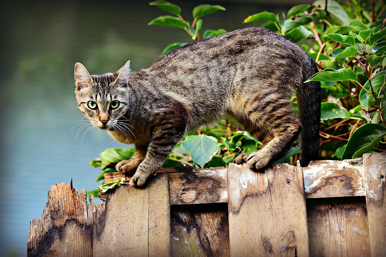 Le chat, un problème grave qui inquiète aussi les associations de protection animale