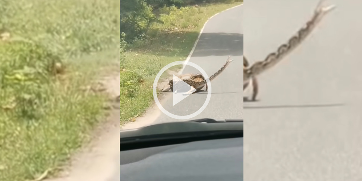 [Vidéo] Un cervidé attaqué au beau milieu d’une route par un serpent géant