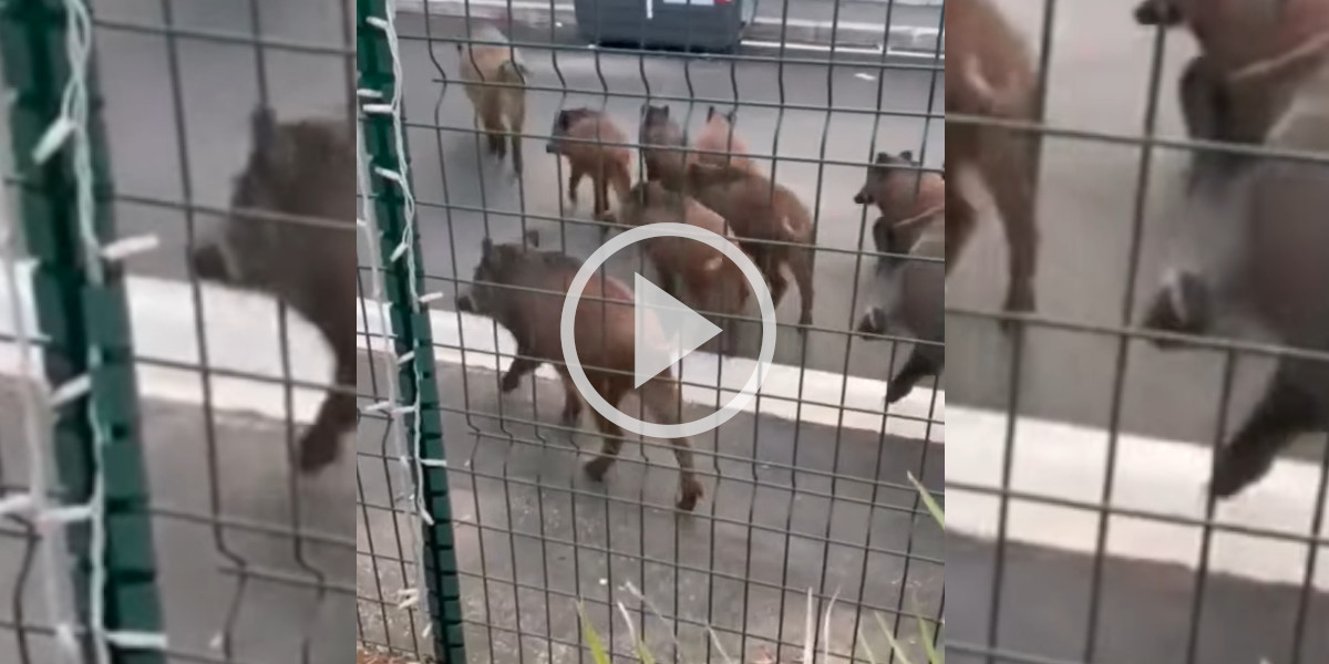 [Vidéo] Une compagnie de sangliers filmée par un riverain sur son trottoir