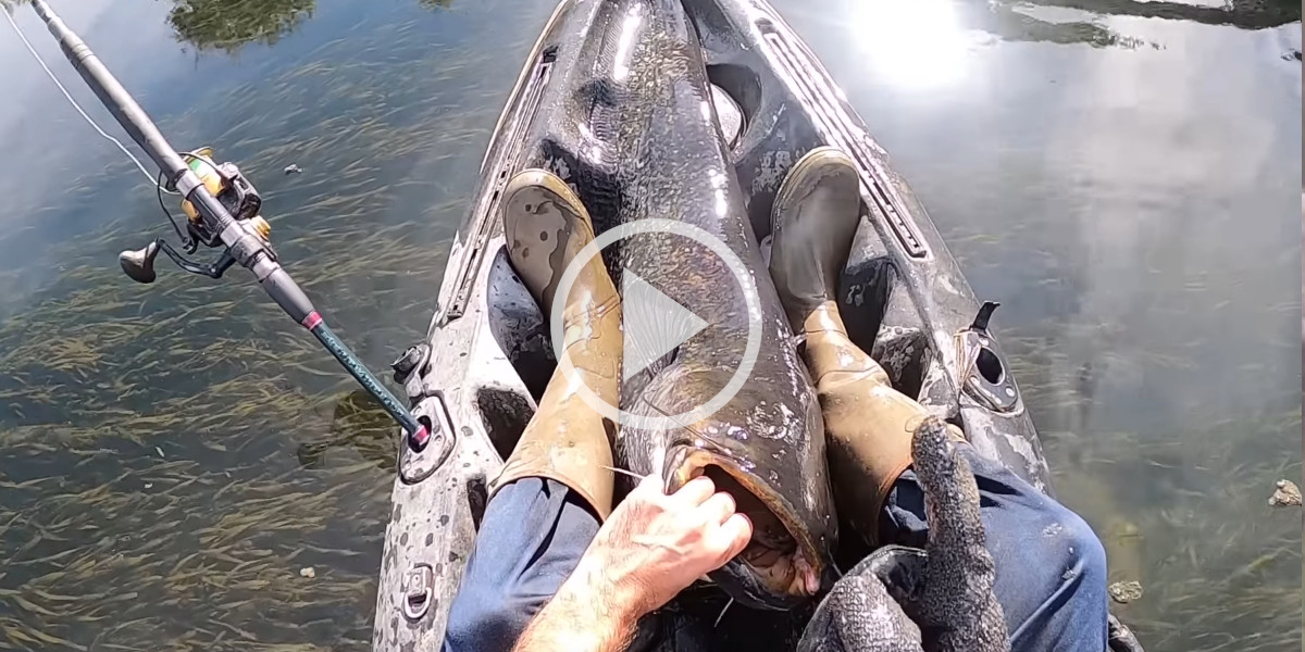 Ce pêcheur fait une découverte incroyable dans la gueule d’un silure