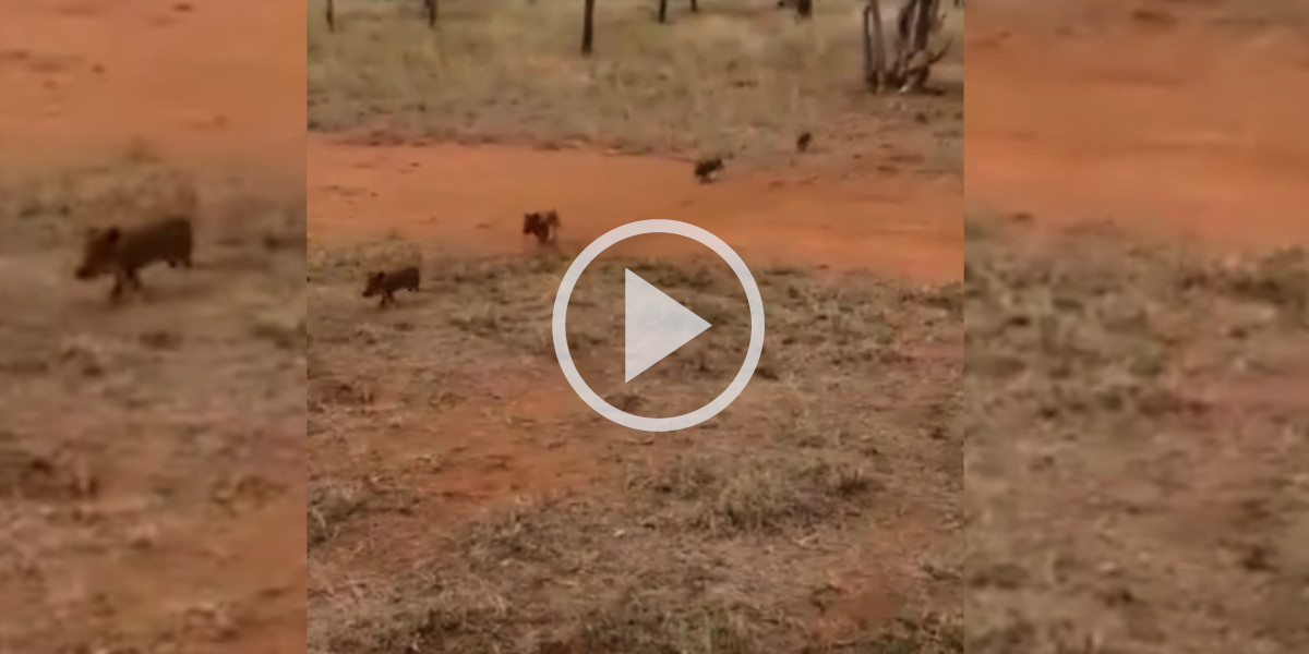 [Vidéo] Une ribambelle de marcassins se suivent bien en ligne