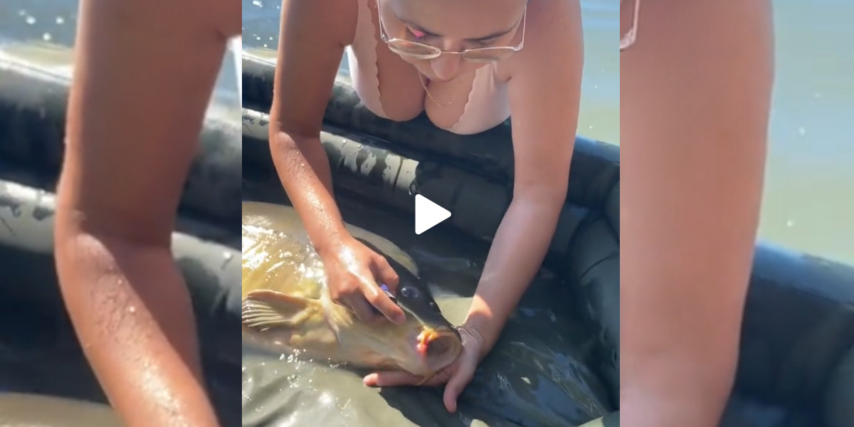 [Vidéo] Des pêcheurs soignent une carpe avant de la remettre à l’eau