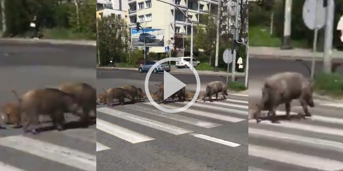 [Vidéo] Des sangliers respectueux du code de la route traversent sur un passage piéton