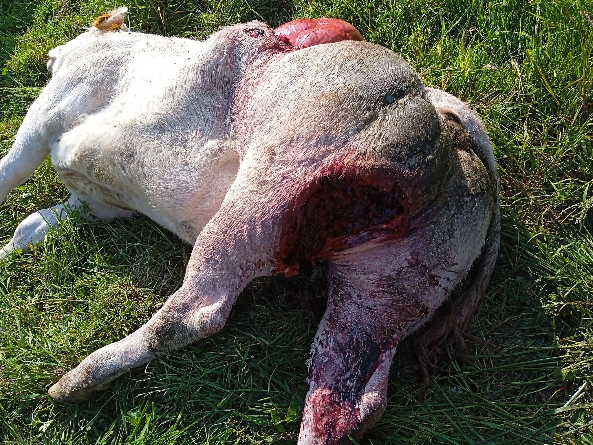 Saône-et-Loire: : une attaque de loup aurait été constatée sur une génisse à quelques mètres d’un hameau