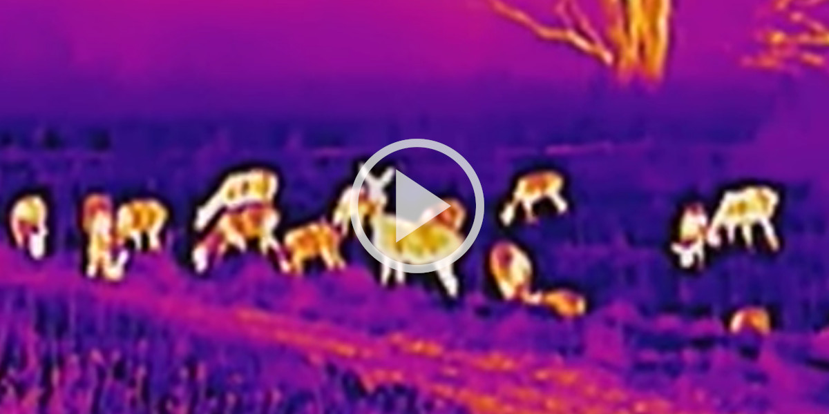 [Vidéo] Des cervidés filmés à l’aide d’un monoculaire de vision thermique