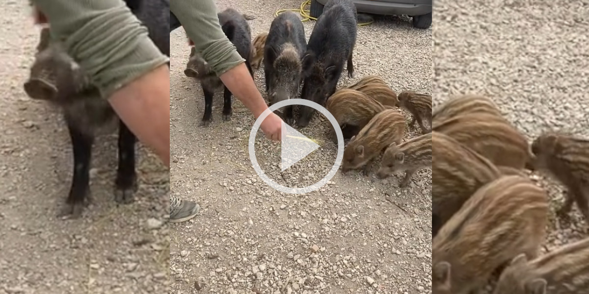 [Vidéo] En Italie, on attire les sangliers avec des spaghettis