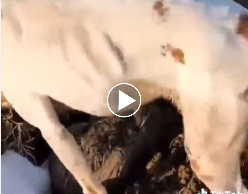 [Vidéo] Un pointer se fait leurrer par un lièvre