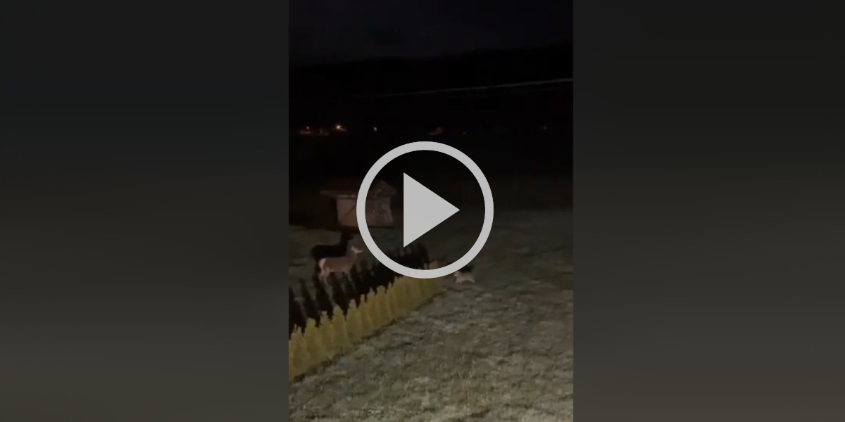 [Vidéo] Des loups s’attaquent à un cerf à proximité d’une maison dans le Jura