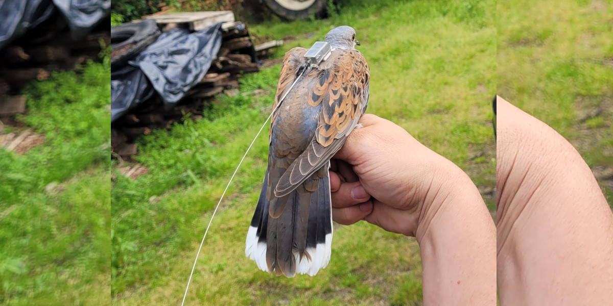 En Dordogne, les chasseurs assurent le suivi de la tourterelle des bois