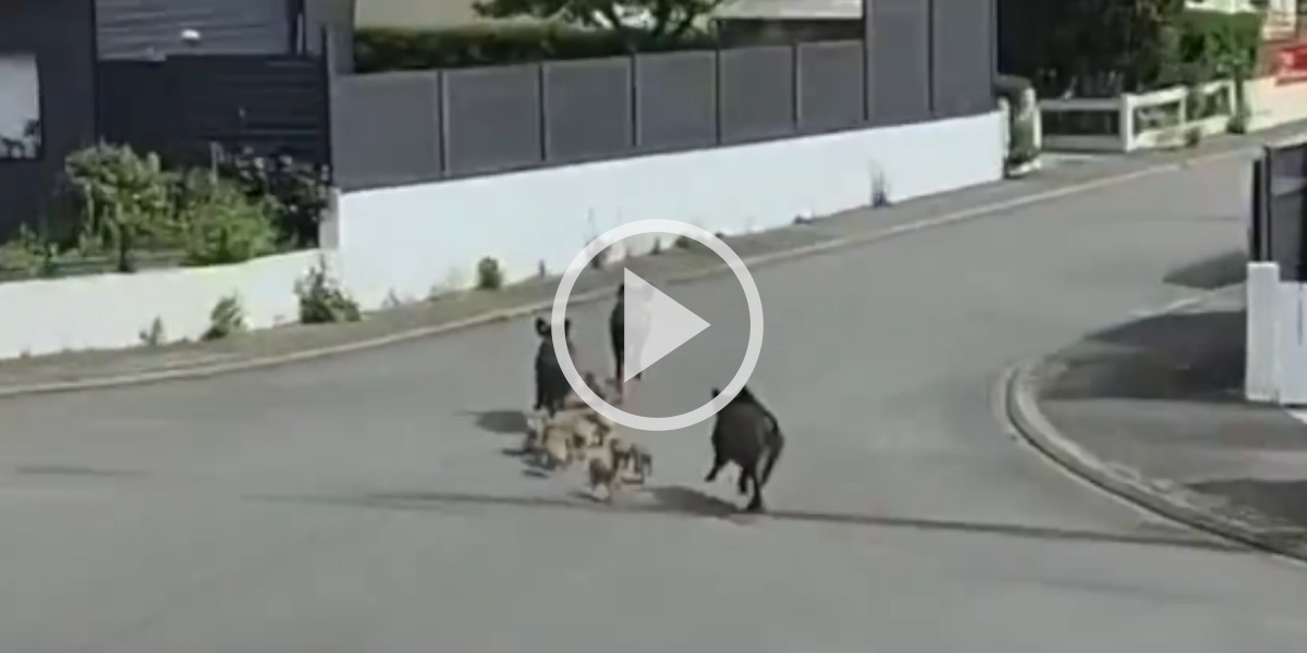 [Vidéo] Une compagnie de sangliers filmée près de Nantes fait le buzz sur les réseaux