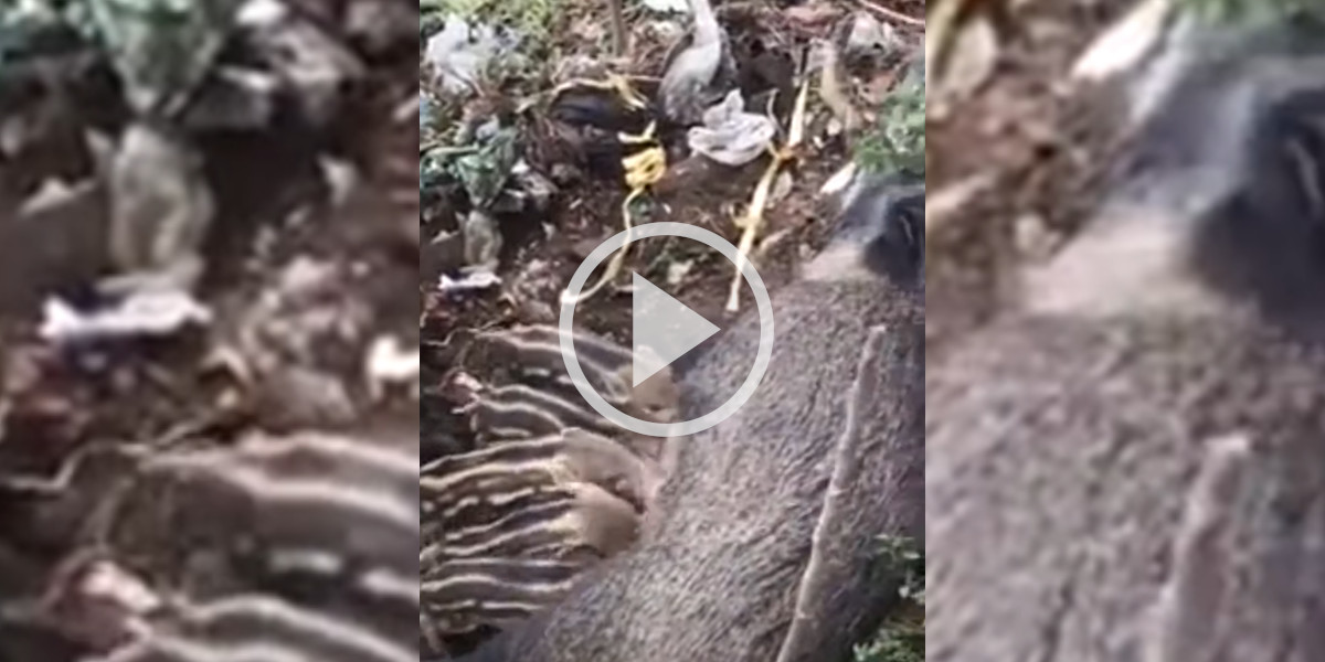 [Vidéo] Trois laies nourrissent leurs marcassins dans les détritus
