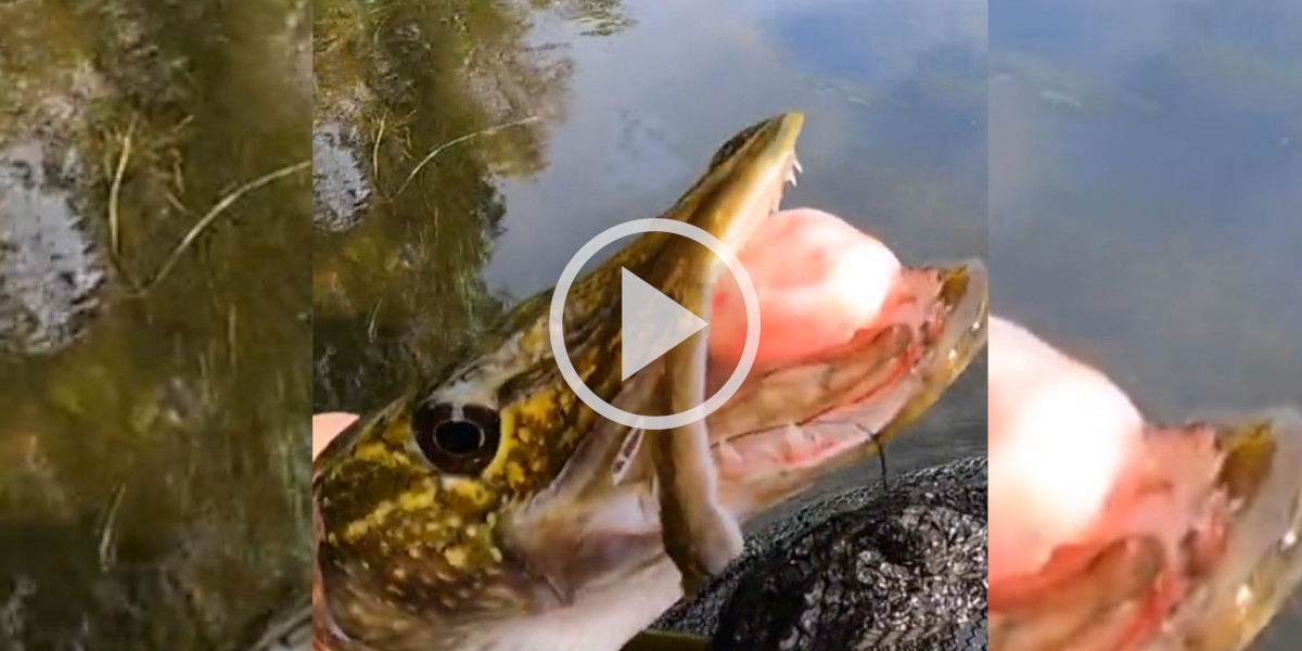 [Vidéo] Un brochet avec une étrange excroissance