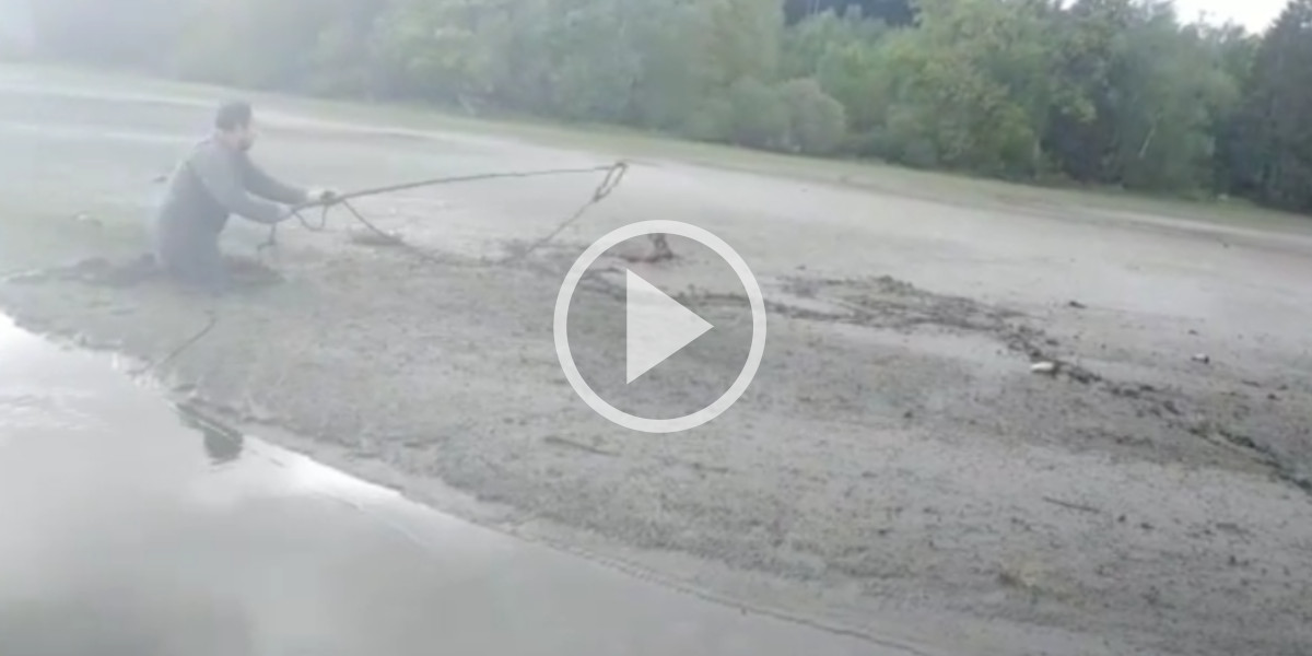[Vidéo] Un chasseur sauve un chevreuil envasé jusqu’au cou