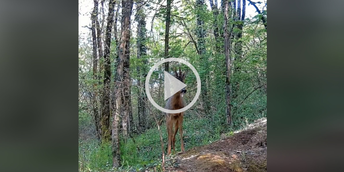 [Vidéo] Un brocard frotte ses bois sur les arbres pour se débarrasser de ses velours